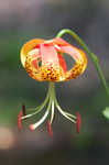 Carolina lily